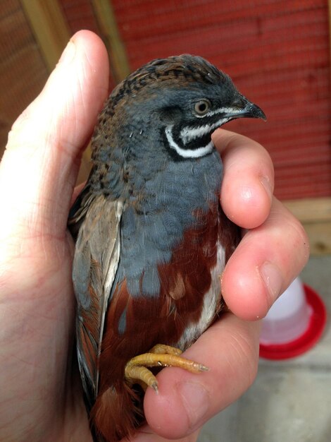 Abgeschnittener Vogel, der die Hand hält