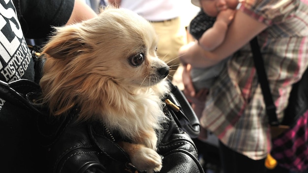 Abgeschnittenes Bild einer Frau mit einem Chihuahua in einer Tasche