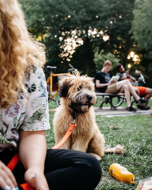 Foto abgeschnittenes bild einer frau mit einem im park sitzenden hund