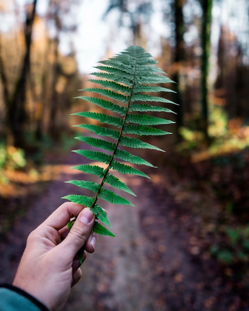 Foto abgeschnittenes bild einer hand, die ein blatt gegen einen baum hält