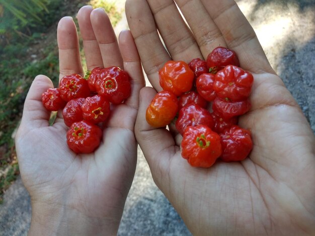 Foto abgeschnittenes bild einer hand, die erdbeeren hält