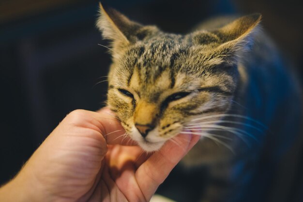 Abgeschnittenes Bild einer Katze, die die Hand hält