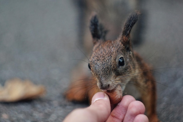 Abgeschnittenes Bild einer Person, die ein Eichhörnchen füttert