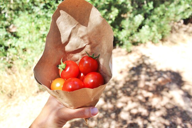 Foto abgeschnittenes bild einer person, die kirschtomaten hält