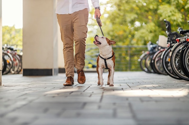 Abgeschnittenes Bild eines Geschäftsmannes, der mit seinem Hund spazieren geht Beschäftigter Mann, der sein Haustier ausführt