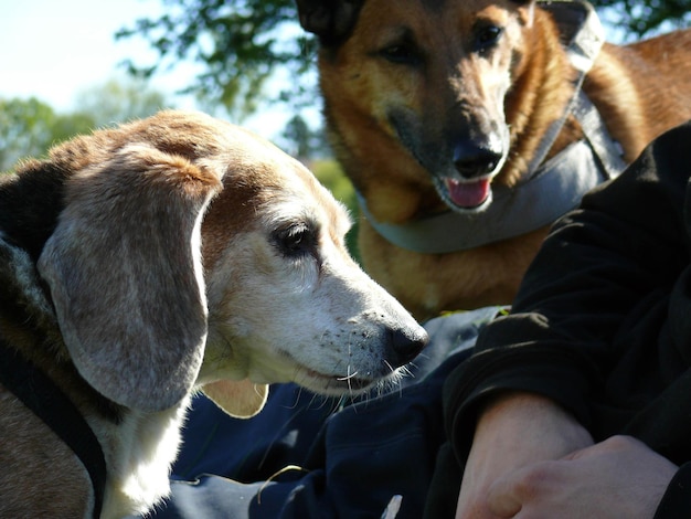 Abgeschnittenes Bild eines Mannes mit Hunden