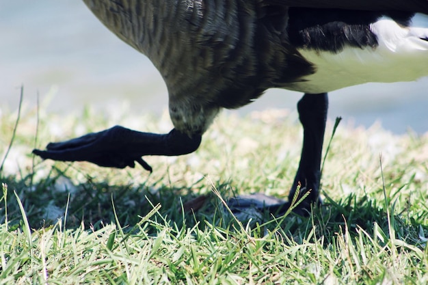 Foto abgeschnittenes bild eines vogels auf dem feld