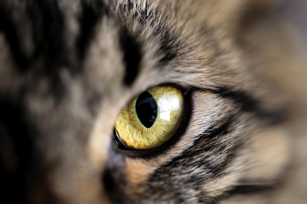 Abgeschnittenes Porträt einer Katze