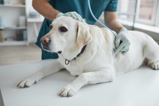 Abgeschnittenes Porträt eines nicht erkennbaren männlichen Tierarztes, der während der Untersuchung in der Tierklinik den Herzschlag des Hundes hört, Kopierraum