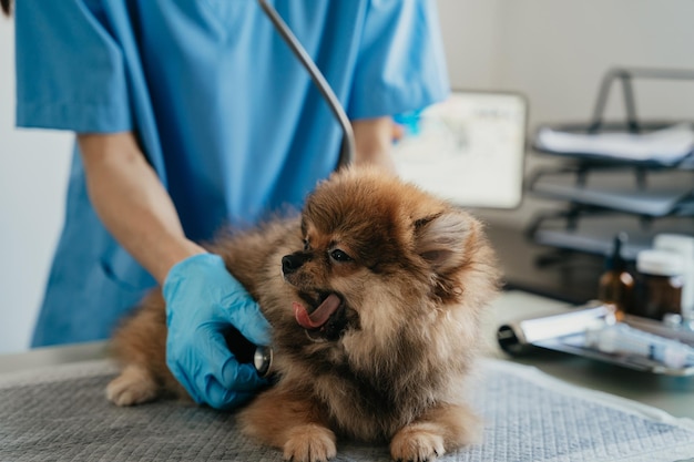 Abgeschnittenes Porträt eines reifen Tierarztes, der die Ohren untersucht und den Hund in der Tierklinik anhört
