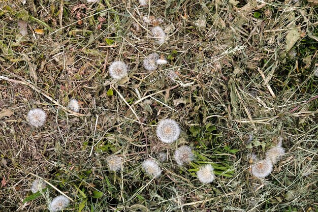 Abgeschrägter, getrockneter, flauschiger Löwenzahn Taraxacum auf der Wiese