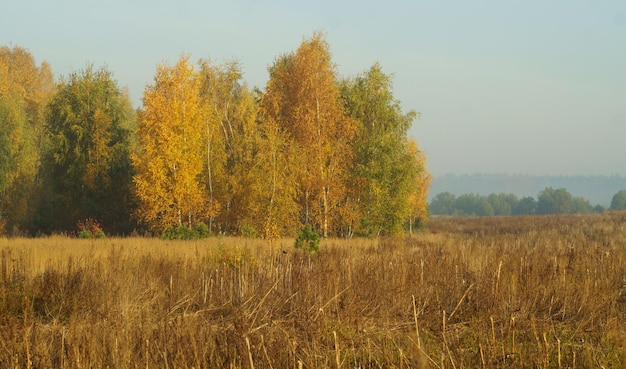 Foto abgeschrägtes feld nach der ernte in der nähe des waldes im herbst