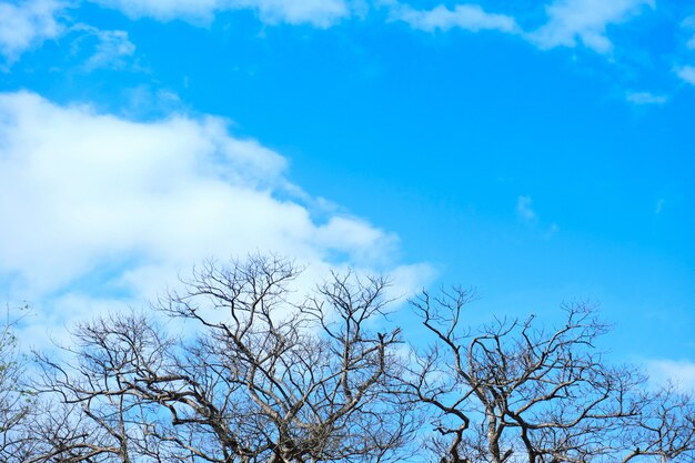 Abgestorbene Bäume am blauen Himmel