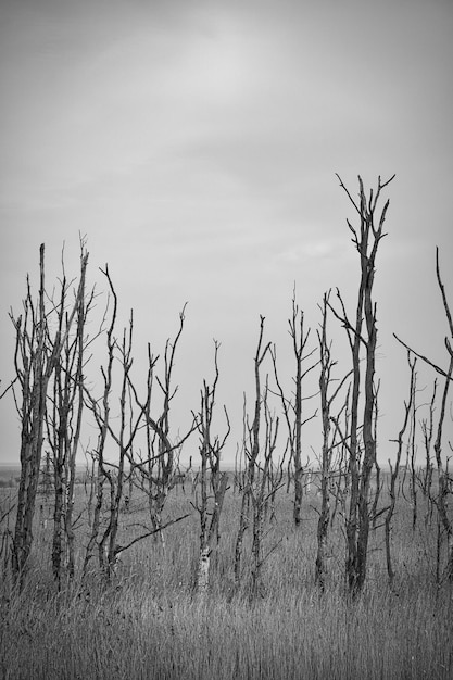 Abgestorbene Bäume in Schwarz-Weiß an der Ostsee Abgestorbener Wald Geschädigte Vegetation