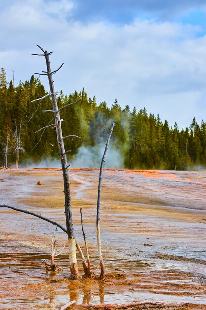 Abgestorbene Bäume in Teichen aus Yellowstone