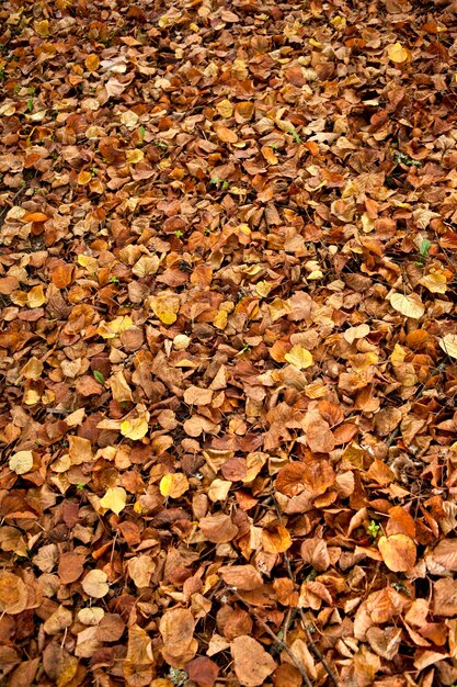 Abgestorbene Blätter im Herbst