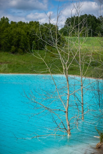 Abgestorbener Baum in vergiftetem Wasser. Alkalische Lösung. Aschekippe, die Abfälle ins Wasser wirft. Ökologische Katastrophe. Abgestorbene Pflanzen durch chemische Vergiftung