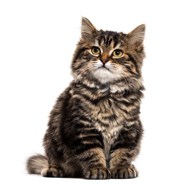 Abgestreifte Kätzchen-Mischlingskatze, die sitzt und schaut
