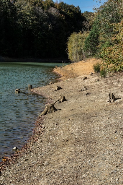 Abholzung Baumstumpf nach dem Abholzen des Waldes