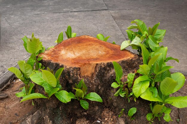 Abholzung des Stumpfs eines hundertjährigen Baumes Umweltverschlechterung