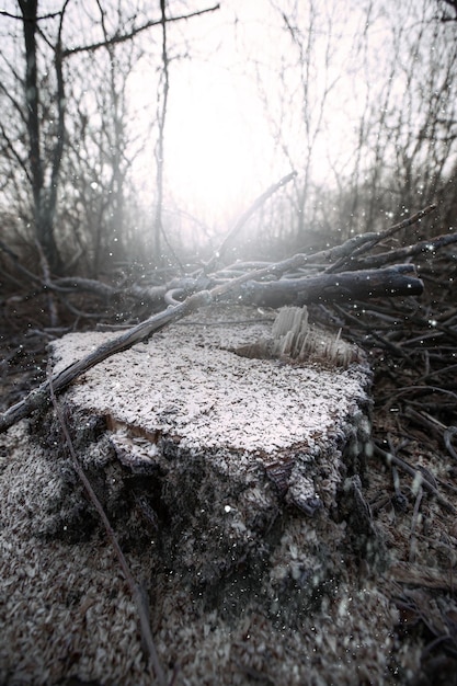 Abholzung für Brennholz zum Heizen Blackout Aufbereitung von Reisig für den Winterofen