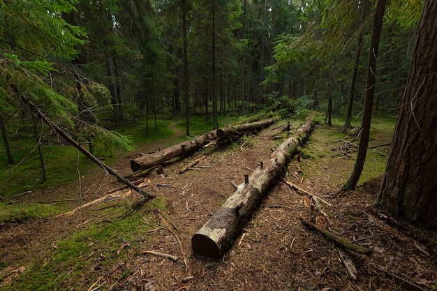 Abholzung in den Kiefernwäldern im Nordwesten Russlands.