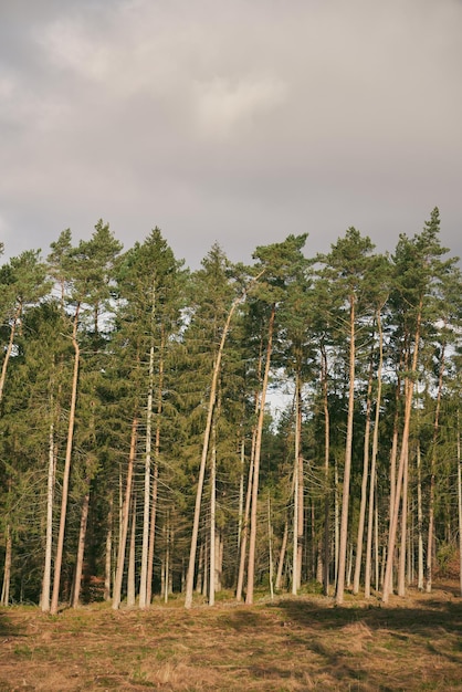 Abholzungskatastrophe in den europäischen Wäldern Wald bei Sturm zerstört