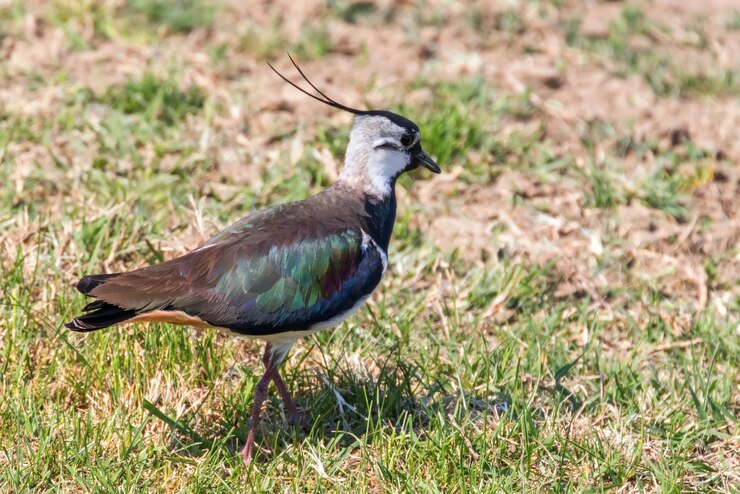 Foto abibe, abibe do norte na grama (vanellus vanellus) peewit