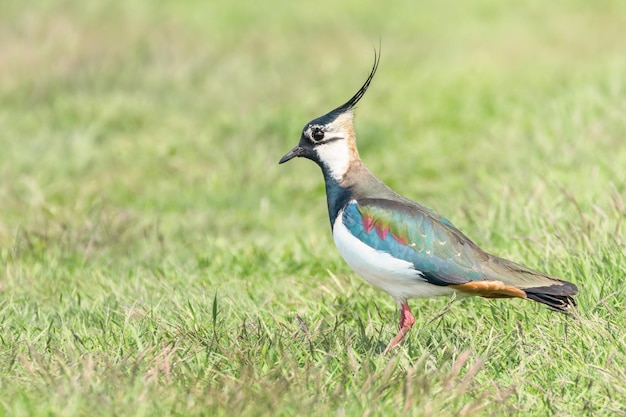 Abibe, Abibe do norte na grama (Vanellus vanellus) Peewit