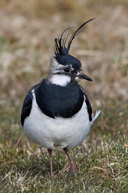 Abibe-do-norte Vanellus vanellus