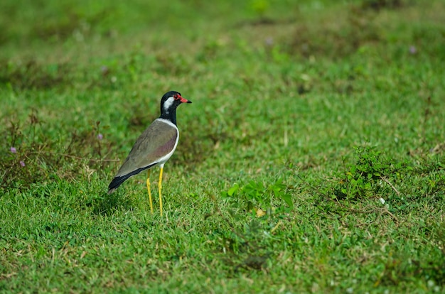 Foto abibe vermelho-wattled (vanellus indicus)