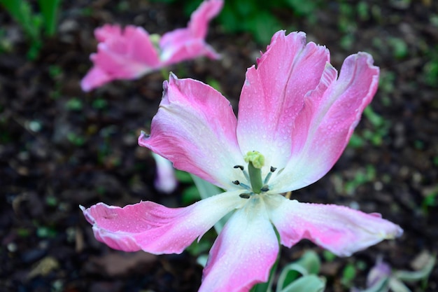 Abierto botón de flor de tulipán rosa de primer plano fondo frondoso borroso fondo de flora natural