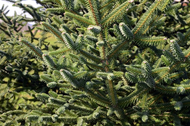 Abies Pinsapo (spanische Tanne) ist ein endemischer Baum aus Südspanien und Nordmarokko