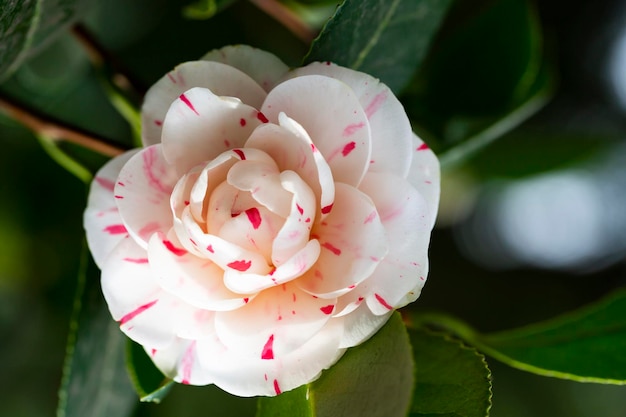 Abigarrada flor rosa y blanca de camelia en plena floración