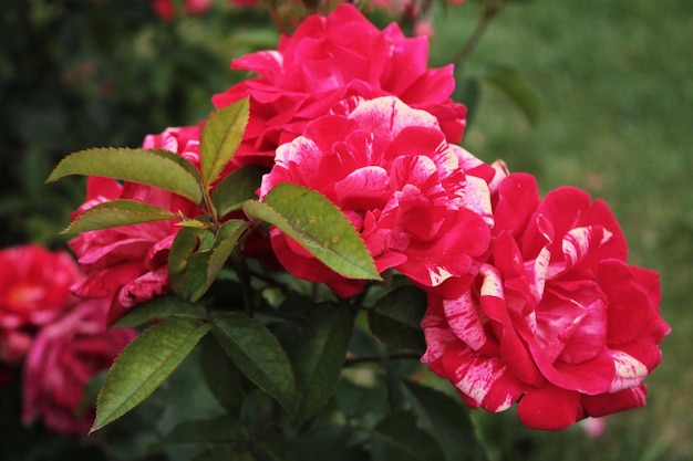 Abigarradas hermosas rosas aman la brisa Papel pintado de la computadora