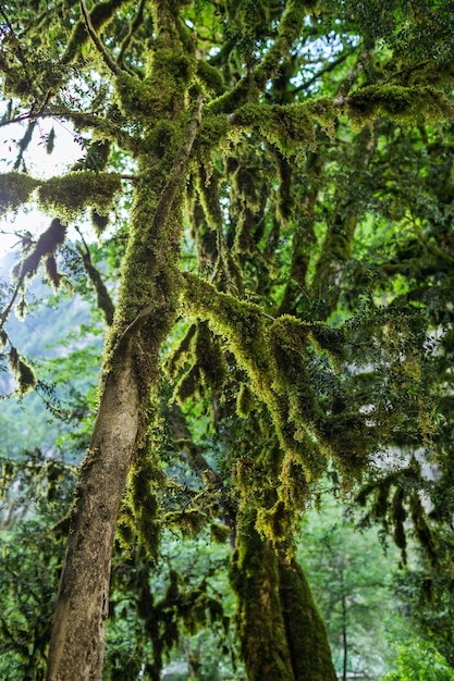 Abkhazia, uma floresta no desfiladeiro