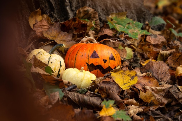 Abóbora assustadora de Halloween Jackolantern nas folhas de outono