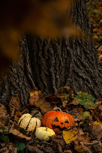 Foto abóbora assustadora de halloween jackolantern nas folhas de outono