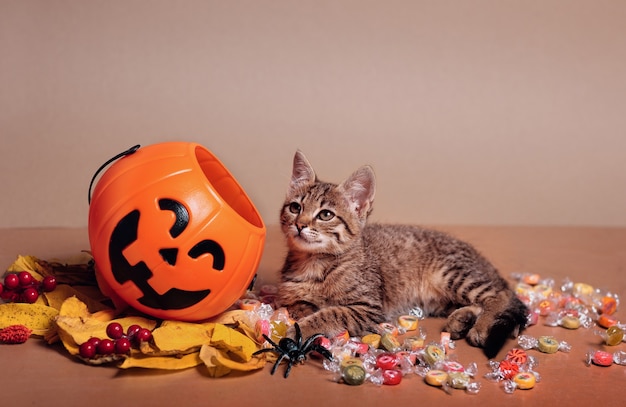 Abóbora de abóbora de halloween e um gatinho deitado sobre um doce em um fundo marrom