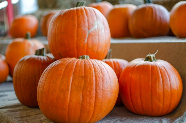 Abóbora de Halloween. Abóbora em um fundo de feno em estilo rústico. Plano de fundo para o Halloween. Lugar para texto.