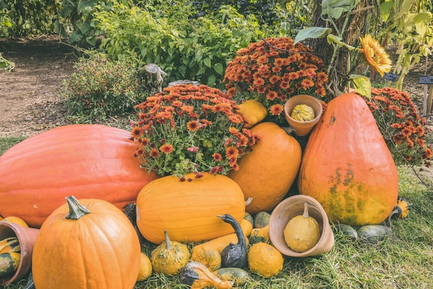 Abóbora de halloween e flores de crisântemo caem decoração