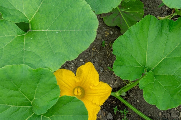 Abóbora em flor abóbora amarela no jardim