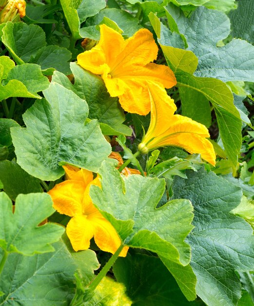 Foto abóbora em flor