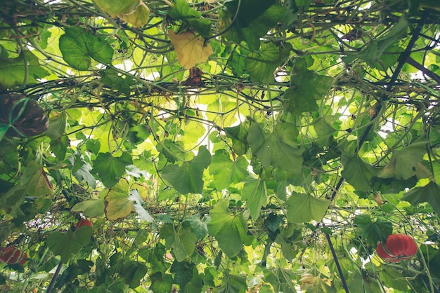 Abóbora extravagante na fazenda