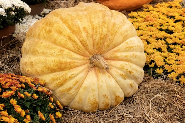 Abóbora gigante na feira do agricultor de outono