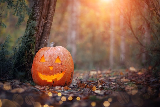 Abóbora jack o lantern nas folhas de outono na floresta escura