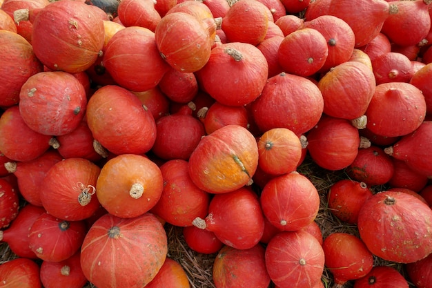 Abóbora japonesa no mercado agrícola