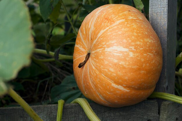 Abóbora laranja madura no jardim