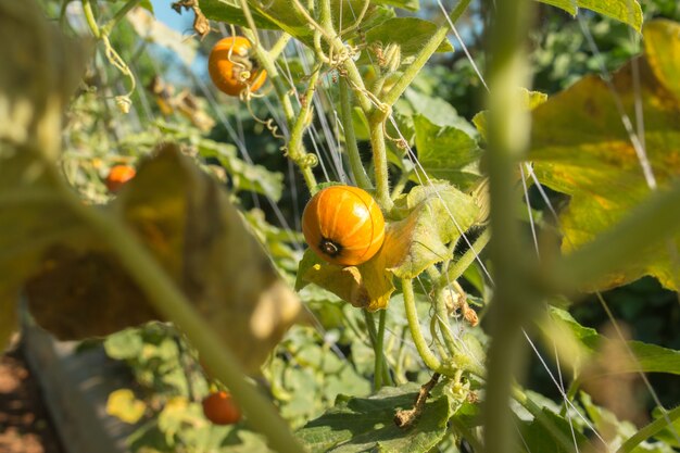 Abóbora no campo com folhas verdes