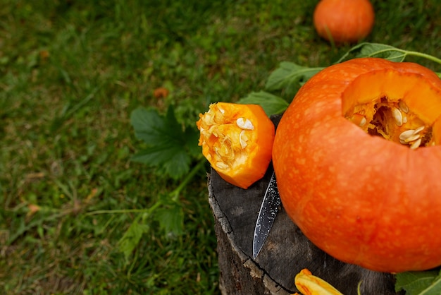 Abóbora no toco na madeira, jardim, ao ar livre, perto da faca, antes de esculpir para o Halloween, Prepara Jack o'Lantern. Decoração para festa, vista de cima, close-up, vista de cima, espaço de cópia